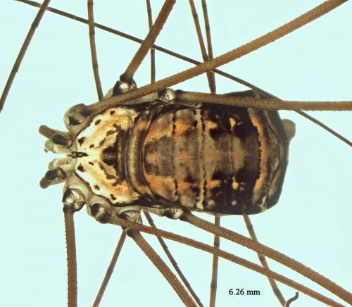 Réf. 212 470 : Leiobunum limbatum